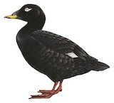 Velvet Scoter Illustration