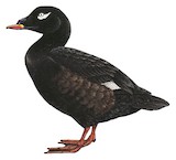 White-winged Scoter Illustration