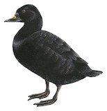 Common Scoter Illustration