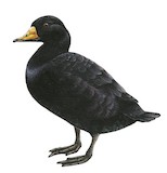 Black Scoter Illustration