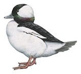 Bufflehead Illustration