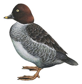 Barrow's Goldeneye Identification, All About Birds, Cornell Lab of  Ornithology