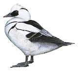 Smew Illustration