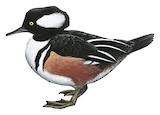 Hooded Merganser Illustration