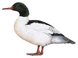 Common Merganser Illustration