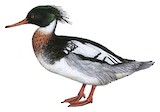 Red-breasted Merganser Illustration