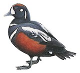 Harlequin Duck Illustration