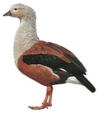 Orinoco Goose Illustration