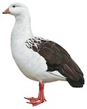 Andean Goose Illustration