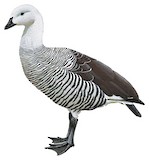 Upland Goose Illustration