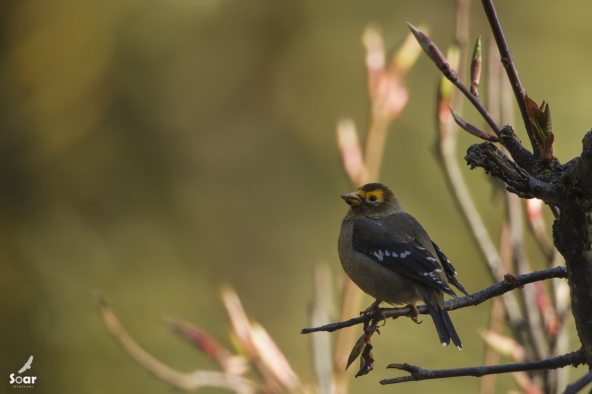Spectacled Finch - Soar Excursions