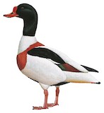 Common Shelduck Illustration