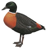 Australian Shelduck Illustration