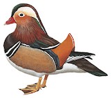 Mandarin Duck Illustration