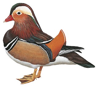 Canard mandarin - Aix galericulata 