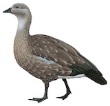 Blue-winged Goose Illustration