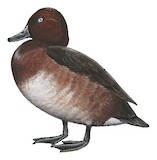 Madagascar Pochard Illustration