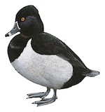 Ring-necked Duck Illustration