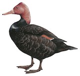 Pink-headed Duck Illustration