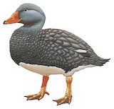 Fuegian Steamer Duck Illustration