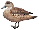 Crested Duck Illustration