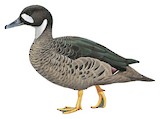 Bronze-winged Duck Illustration