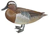 Garganey Illustration