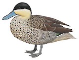 Puna Teal Illustration