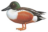 Northern Shoveler Illustration