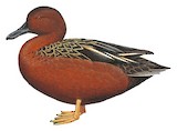 Cinnamon Teal Illustration