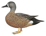 Blue-winged Teal Illustration