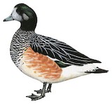 Chiloe Wigeon Illustration