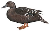 African Black Duck Illustration