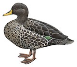 Yellow-billed Duck Illustration