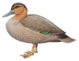 Philippine Duck Illustration