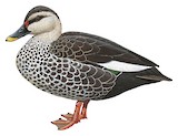 Indian Spot-billed Duck Illustration