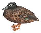 Laysan Duck Illustration