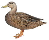 Mottled Duck Illustration