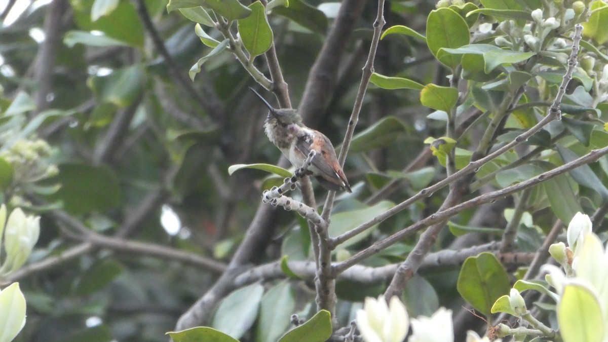 Allen's Hummingbird - ML153383111