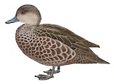 Grey Teal Illustration