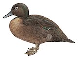 Auckland Teal Illustration