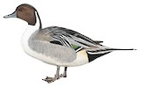 Northern Pintail Illustration