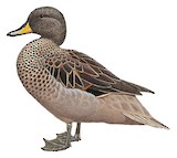 Yellow-billed Teal Illustration