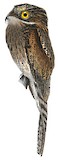 Common Potoo Illustration