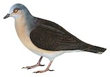 Grey-headed Dove Illustration