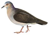 Grey-fronted Dove Illustration