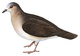 Grenada Dove Illustration