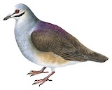 Tuxtla Quail-Dove Illustration