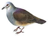 Purplish-backed Quail-Dove Illustration