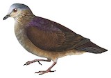 White-faced Quail-Dove Illustration